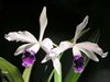 Laelia Pulcherrima 'coerulea' (laelia lobata x laelia purpurata) 